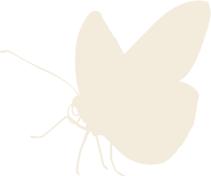 蝶々のイラスト