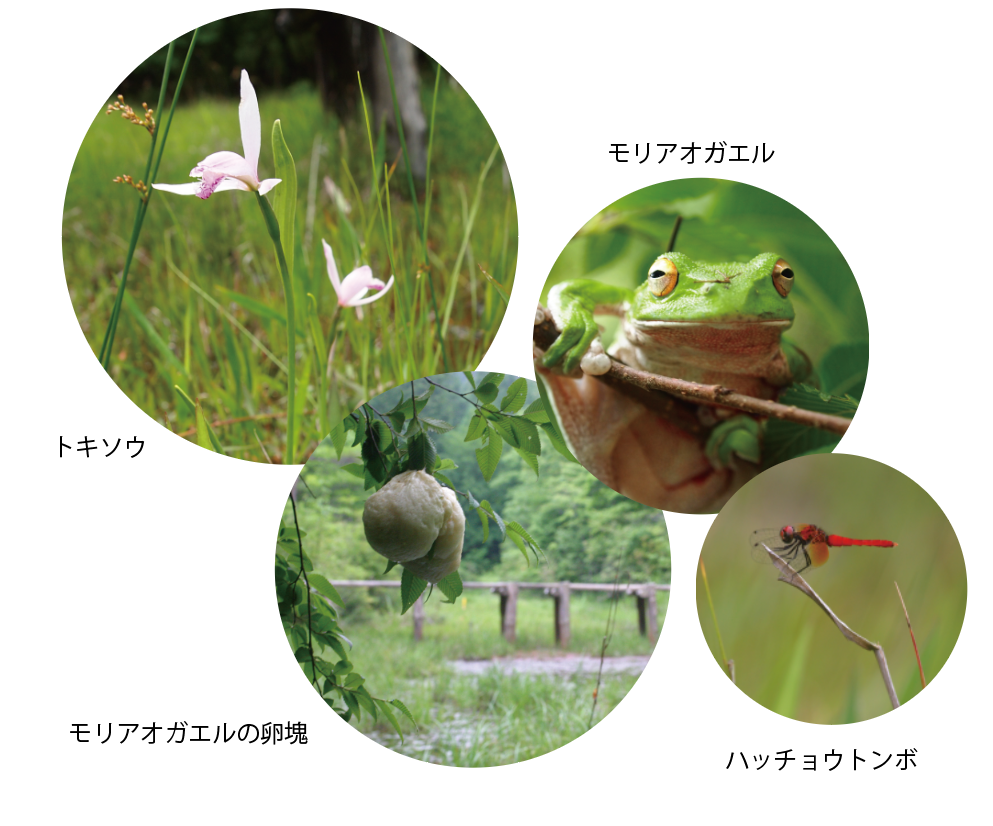 地黄湿地の動植物の画像