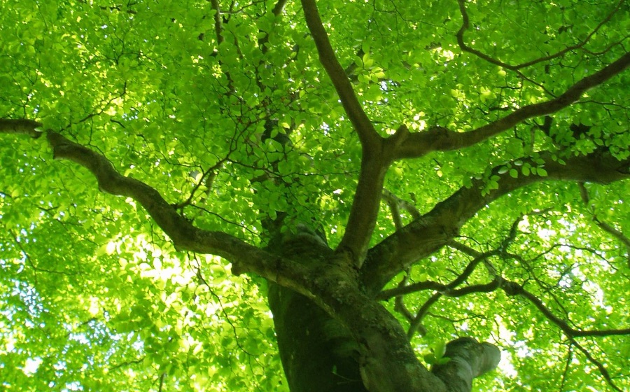 キービジュアルの画像