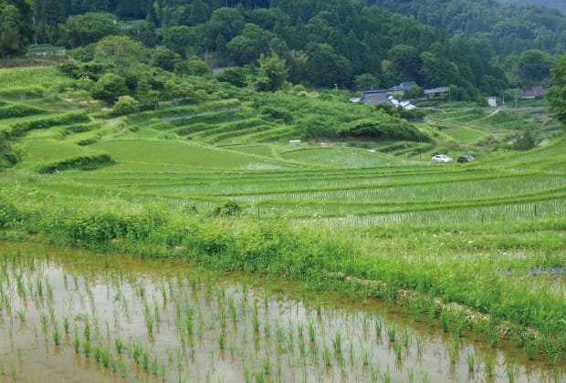 「日本の棚田百選」に認定されている長谷(なが
たに)の棚田。