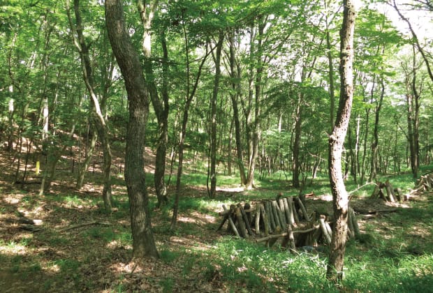 手入れのされた美しい里山林