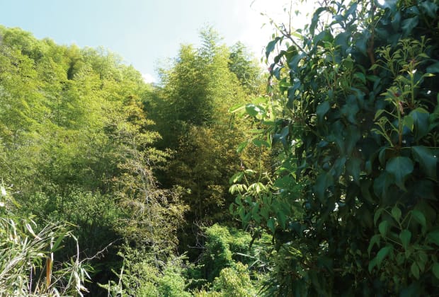 薮化した里山放置林