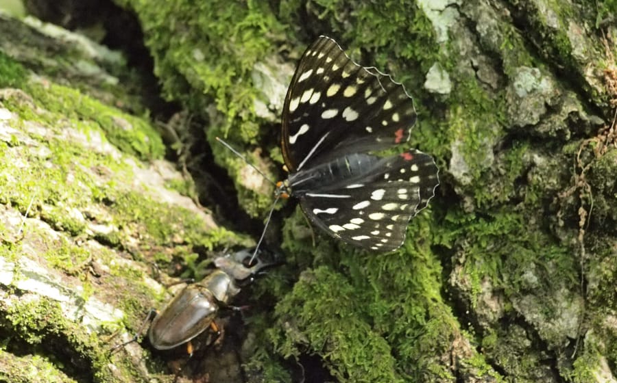 キービジュアルの画像