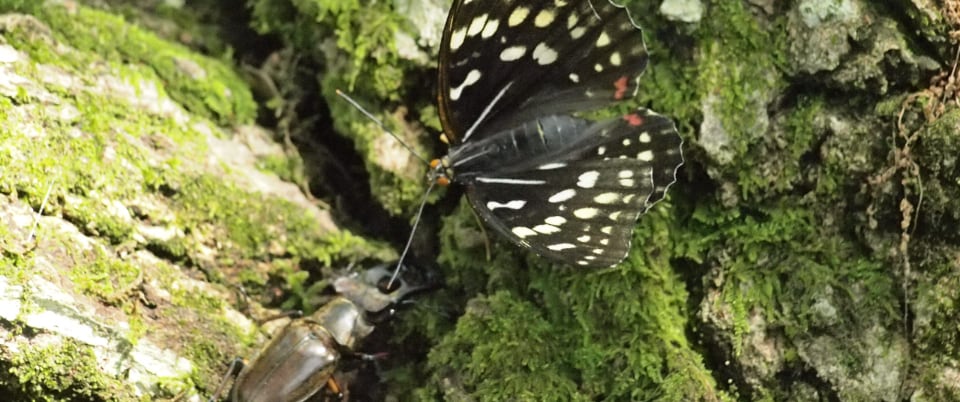 大阪の生物多様性
