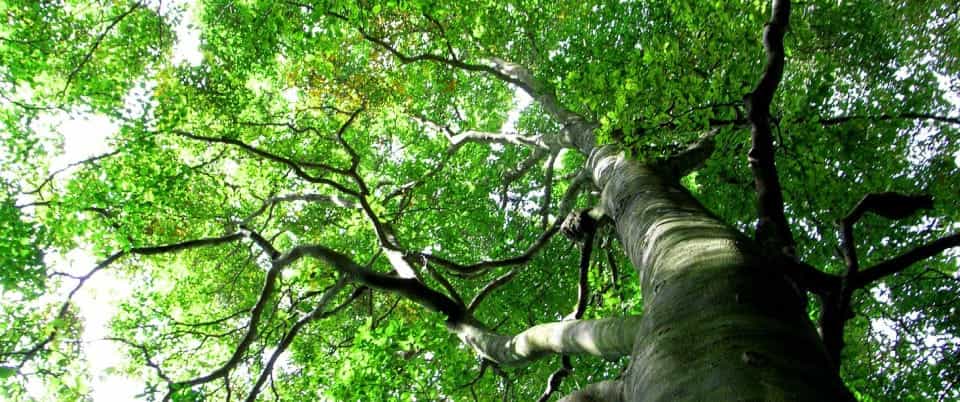 和泉葛城山ブナ林