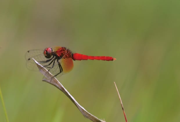 ハッチョウトンボ