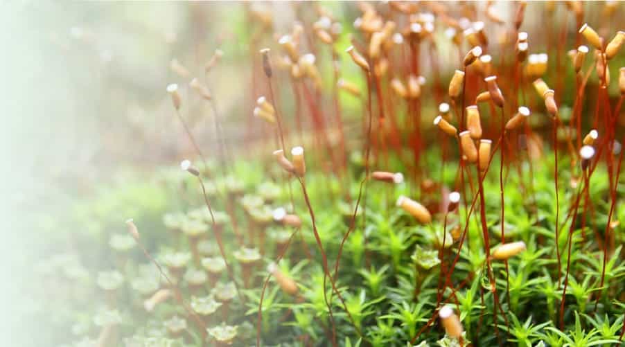 キービジュアルの画像