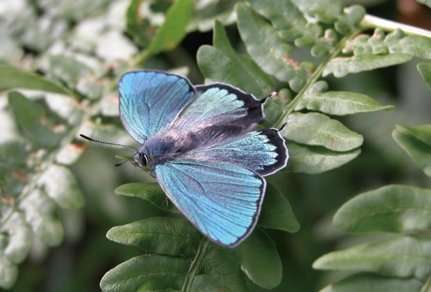 ヒロオビミドリシジミ