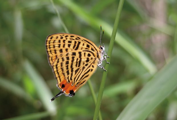ウラノアミアカシジミ
