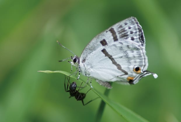 ミズイロオナガシジミ