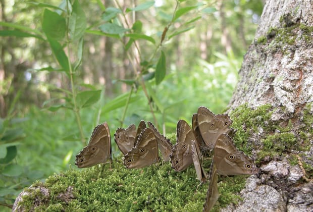 食餌木に集まるゼルフィス