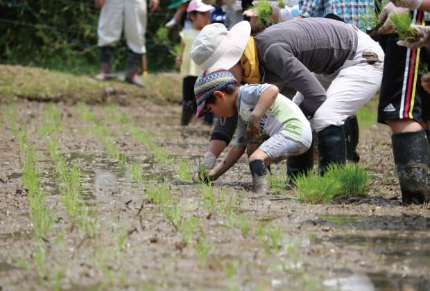 田植えの様子の画像