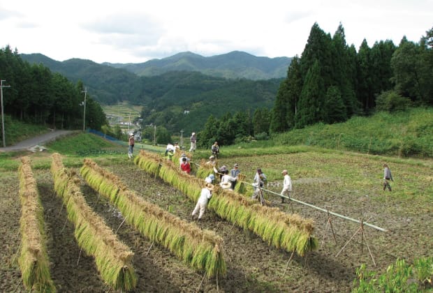 収穫後の稲を天日干しする様子の画像