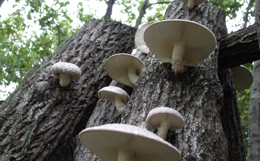 キービジュアルの画像