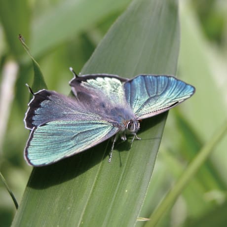 葉にとまるゼフィルス