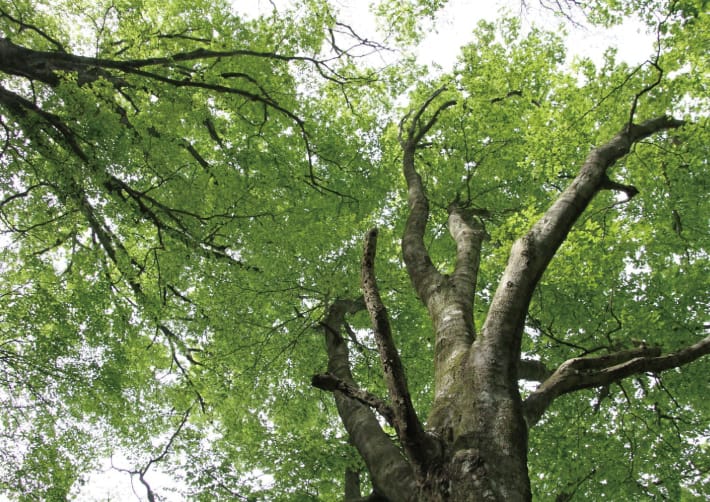 和泉葛城山ブナ林（岸和田市・貝塚市）の画像