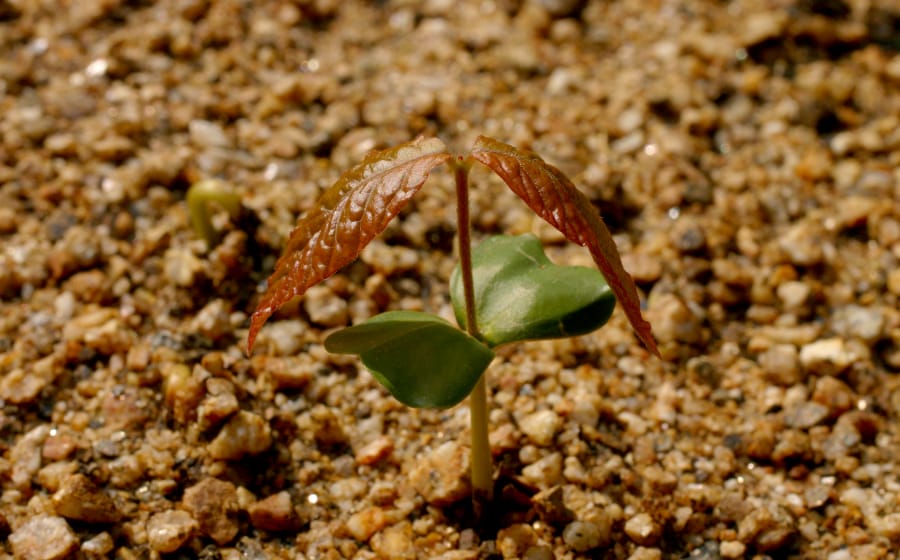 キービジュアルの画像