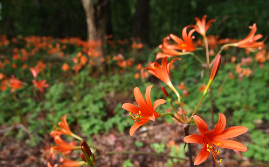 キービジュアルの画像