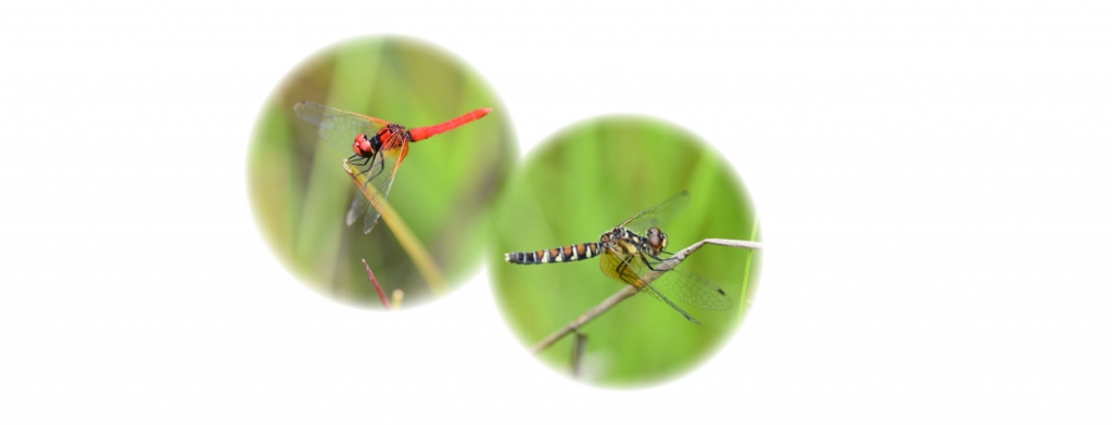 jsbien38_4naj9ta8lx1sngr70bonsy8.jpg jsbien38_4naj9ta8lx1sngr70bonsy8.jpg