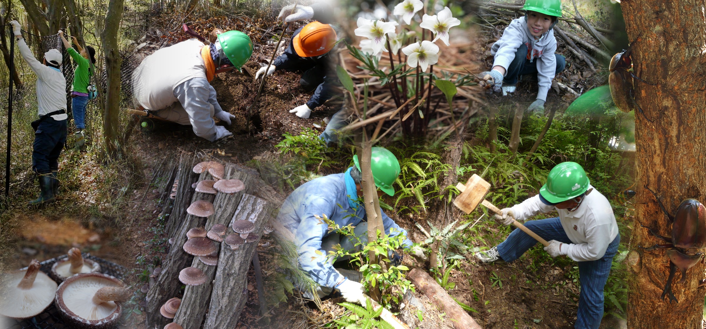 大阪里山ネットワーク