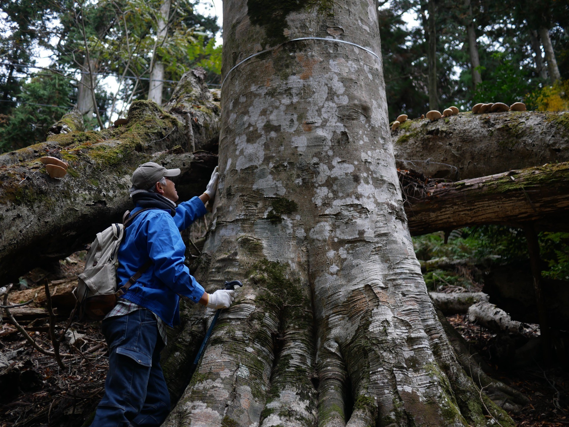 能勢妙見山ブナ守の会
