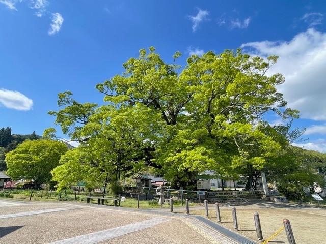 野間の大けやき